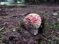 A small Amanita muscaria, commonly known as the fly agaric