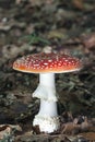 Poisonous Amanita mascara aka fly agaric mushroom in the forest Royalty Free Stock Photo
