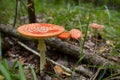 Amanita muscaria, commonly known as the fly agaric or fly amanita, is a mushroom and psychoactive basidiomycete fungus Royalty Free Stock Photo