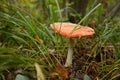 Amanita muscaria, commonly known as the fly agaric or fly amanita, is a mushroom and psychoactive basidiomycete fungus Royalty Free Stock Photo