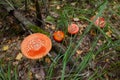 Amanita muscaria, commonly known as the fly agaric or fly amanita, is a mushroom and psychoactive basidiomycete fungus Royalty Free Stock Photo