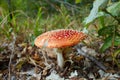 Amanita muscaria, commonly known as the fly agaric or fly amanita, is a mushroom and psychoactive basidiomycete fungus Royalty Free Stock Photo