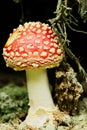 Amanita muscaria, commonly known as fly agaric or fly amanita.Toadstool or flybane poisonous mushroom growing in forest. Royalty Free Stock Photo