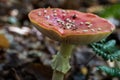 Amanita muscaria, commonly known as the fly agaric or fly amanita. Commonly seen at the Hoge Kempen National Park