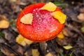 Amanita muscaria in fall forest top view. Fly agaric red wild mushroom with yellow leaves close up. Autumn colors background Royalty Free Stock Photo