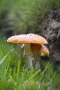 Amanita muscaria - The Fly Agaric