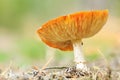 Amanita muscaria, fly agaric or fly amanita basidiomycota muscimol mushroom, dreamlike soft focus and setting