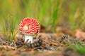 Amanita muscaria, fly agaric or fly amanita basidiomycota muscimol mushroom, dreamlike soft focus and setting