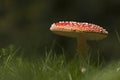 Amanita muscaria, fly agaric in the grass, Bussang, Vosges, France Royalty Free Stock Photo