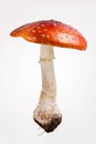 Amanita Muscaria or Fly Agaric Mushroom Royalty Free Stock Photo