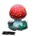 Amanita muscaria or fly agaric mushroom closeup digital art illustration. Conspicuous boletus has red cap with white dots.