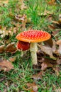 Amanita muscaria or fly agaric mushroom