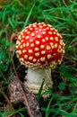 Amanita muscaria or fly agaric mushroom