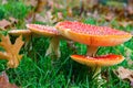 Amanita muscaria or fly agaric mushroom