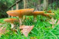 Amanita muscaria or fly agaric mushroom