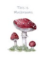 Amanita muscaria. Fly agaric mushroom. White spotted beautiful red mushrooms in natural context. Hand drawn watercolor isolated Royalty Free Stock Photo