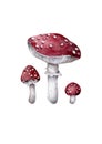 Amanita muscaria. Fly agaric mushroom. White spotted beautiful red mushrooms in natural context. Hand drawn watercolor isolated Royalty Free Stock Photo