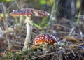 Amanita muscaria fly agaric red mushrooms with white spots in grass Royalty Free Stock Photo
