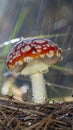 Amanita muscaria fly agaric red mushrooms with white spots in grass Royalty Free Stock Photo