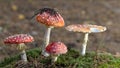 Amanita Muscaria Fly Agaric Red Mushrooms With White Spots In Grass