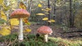 Amanita muscaria fly agaric red mushrooms with white spots in grass Royalty Free Stock Photo