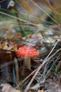 Amanita Muscaria Royalty Free Stock Photo