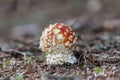 Amanita muscaria in forest grass