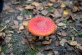 Amanita muscaria - a genus of mycorrhizal lamellar fungi of the Amanite family