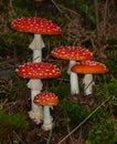 Amanita muscaria