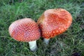 Amanita muscaria growing in Autumn in a field Royalty Free Stock Photo