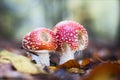 Amanita Muscaria Royalty Free Stock Photo