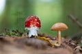 Amanita muscaria growing right next to a peppery bolete mushroom (Chalciporus piperatus)