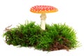 Amanita muscaria isolated on white background. Forest moss. Poisonous mushroom in nature. Fly agaric in forest Royalty Free Stock Photo