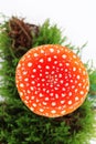 Amanita muscaria isolated on white background. Forest moss. Poisonous mushroom in nature. Fly agaric in forest Royalty Free Stock Photo