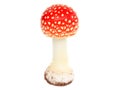 Amanita muscaria isolated on white background. Poisonous mushroom in nature. Fly agaric in forest Royalty Free Stock Photo