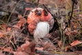 Amanita muscaria a.k.. Fly Agaric. The mushroom grows in the forest.