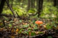 Amanita muscaria a.k.. Fly Agaric. The mushroom grows in the forest.