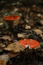 Concept of environment and nature of autumn forest in detail. Two red fly agaric poisonous and dangerous inedible Royalty Free Stock Photo