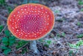 Amanita Muscaria Malefic Ovolo, EgglaccioPoisonous mushrooms and hallucinogenic mushrooms. It acts both on the nervous system a