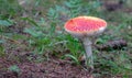 Amanita Muscaria Malefic Ovolo, EgglaccioPoisonous mushrooms and hallucinogenic mushrooms. It acts both on the nervous system a