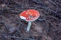 Amanita Muscaria Malefic Ovolo, EgglaccioPoisonous mushrooms and hallucinogenic mushrooms. It acts both on the nervous system a