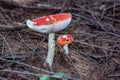 Amanita Muscaria Malefic Ovolo, EgglaccioPoisonous mushrooms and hallucinogenic mushrooms. It acts both on the nervous system a Royalty Free Stock Photo