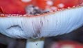 Amanita Muscaria Malefic Ovolo, EgglaccioPoisonous mushrooms and hallucinogenic mushrooms. It acts both on the nervous system a