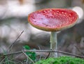 Amanita Muscaria Malefic Ovolo, EgglaccioPoisonous mushrooms and hallucinogenic mushrooms. It acts both on the nervous system a