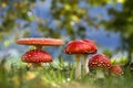 Amanita muscaria, many fly agarics in the grass Royalty Free Stock Photo