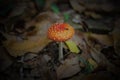 Amanita muscaria, the most famous and widespread of poisonous mushrooms