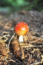 Amanita Muscaria mushroom