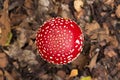 Amanita muscaria mushroom in autumn forest texture, top view. Bright red Fly agaric wild mushroom in fall dry leaves