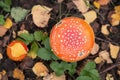 Amanita muscaria mushroom in autumn forest texture, top view. Bright red orange Fly agaric wild mushroom in fall leaves