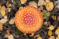 Amanita muscaria mushroom in autumn forest texture, top view. Bright red orange Fly agaric wild mushroom in yellow fall leaves